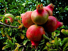 фото "pomegranates"