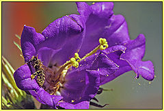 photo "Double flowering"