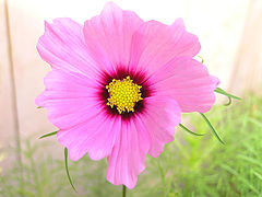photo "Eye"