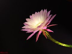 фото "Cactus"