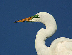 фото "great white heron"