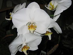 photo "Orchid"