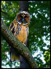 photo "What you look?"