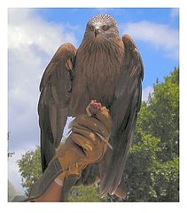 фото "Eagle"