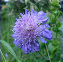 photo "Meadow flower"