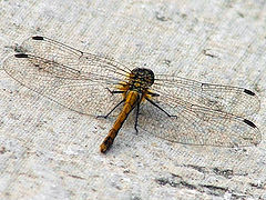 photo "Dragonfly"