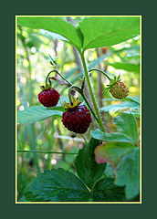 photo "Berry"