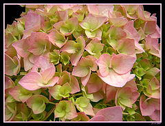 photo "***"
