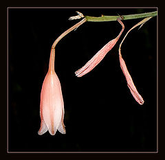 photo "Last flower"