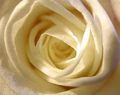 photo "rose"