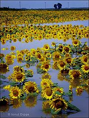 фото "dying sunflower"