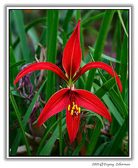 фото "Red Star"