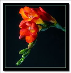 photo "fiery freesia"