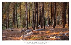 фото "~ world of colors ~"