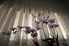 фото "Orchid on the window"