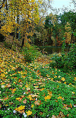 photo "early rainy autumn"