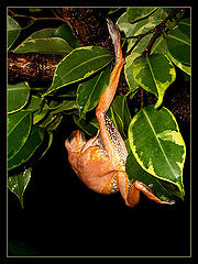 photo "The acrobat"