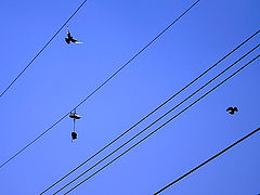 photo "Basket-ball shoes and an Eagle"