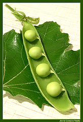 photo "Peas"