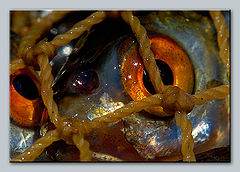 фото "Рыбий глаз"