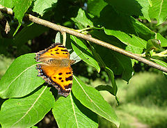 photo "Butterfly"