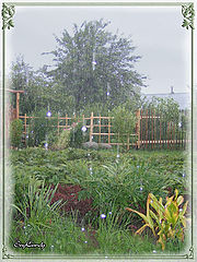 photo "The Magic Rain"