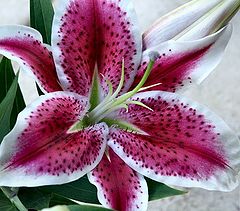 фото "Stargazer"