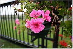 photo "Flower"
