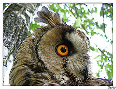 photo "Sight"