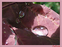 photo "The Sweet Tears"