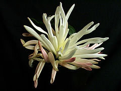 photo "Chrysanthemum"