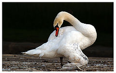 фото "swan"