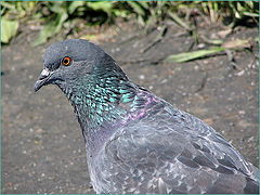photo "Portrait of Mr. of the Pigeon"