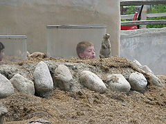 photo "Prairie Dogs"