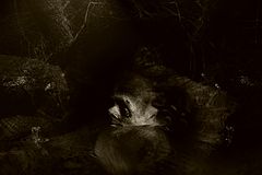 фото "the enigma"