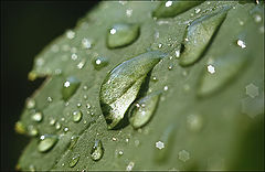 photo "After a rain"