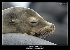 photo "Sea Lion"