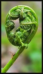 photo "Green Nine"