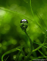 photo "Riccia fluitans"