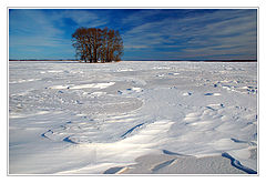 photo "Spring snow"