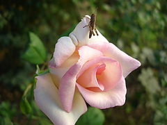 фото "grasshopper and the rose"