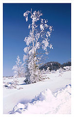 photo "Untitled photo"