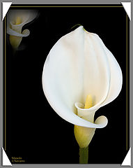 фото "Cala"