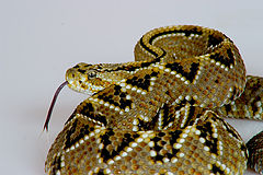фото "deadly colors"