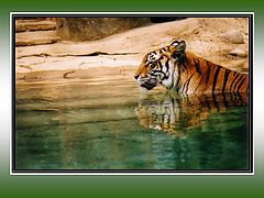 фото "Tiger in Water"