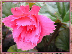 photo "PINK FLOWER"