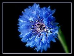 photo "summer cornflower"