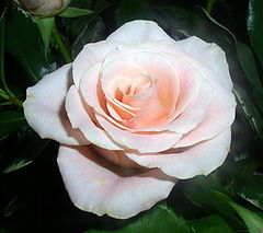 фото ""...and lovely is the rose""