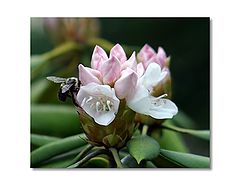 фото "beauty and the bee"