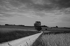 photo "field - road"